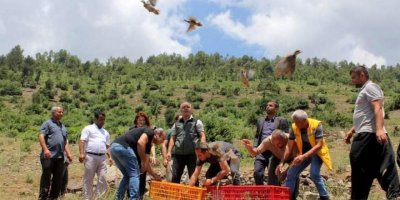Çiftçilerin korkulu rüyasıydı, biyolojik mücadele için keklik bırakıldı