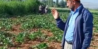 Yaban domuzları çiftçilerin korkulu rüyası oldu