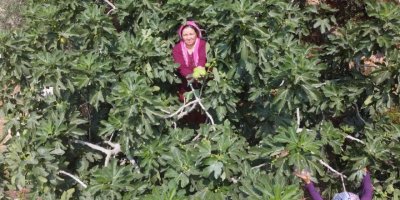 Erkenci incirde hasat bir ağaç gelir kapısı oldu