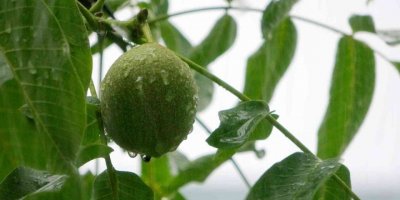 Osmaniye’de gök gürültülü sağanak yağış etkili oluyor