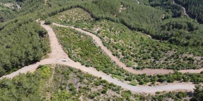 10 yıl önce yanan alan yeniden ormana dönüştü