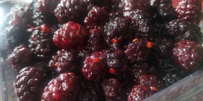 Urmu dut şifa kaynağı