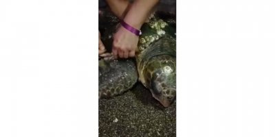 Yumurta bırakmak için kıyıya gelen caretta caretta misinaya dolandı