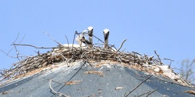 Tedavi için getirilen leylek, Doğa Parkı’nda yuva yaptı