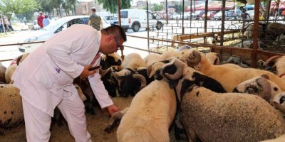 Yüreğir’de Kurban Satış Ve Kesim Yerleri Belirlendi