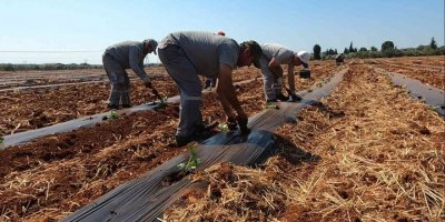 Atıl Araziler Karpuz Ve Kavunla Buluştu