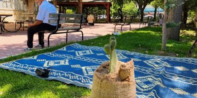 Palmiye ağacının gövdesinde Frenk yemişi