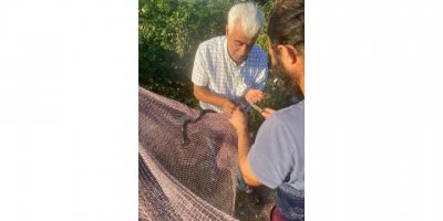 Yanan ormanların ardından Manavgat’ta yılan hareketliliği