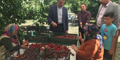 Vali Baruş, kiraz hasadına katıldı