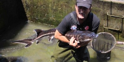 Nesli tükenme tehlikesi altındaki Mersin balığından 100 bin yavru aldılar