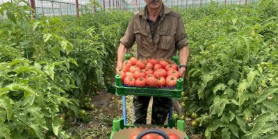 Burdur yaylalarında domates hasadı başladı
