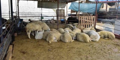 Kepez’in kurban pazarları hazır