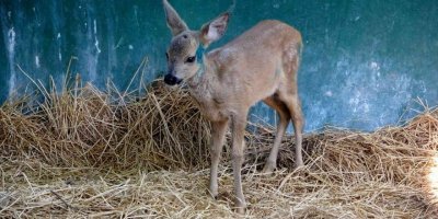 Osmaniye’de köylülerin bulduğu yaralı yavru karaca tedaviye alındı