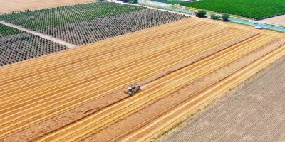 Bir zamanların pamuk diyarı artık tropik meyvelerle anılıyor