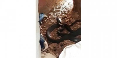 2 metrelik karayılanı korkutmak için torpil attılar