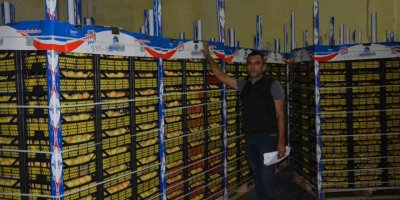 Rusya ve Ukrayna’ya kayısı ihracatı