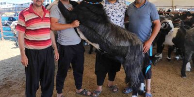187 kiloluk "Paşa" kurban pazarının gözdesi oldu