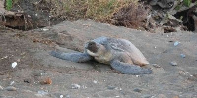 Mersin’de 4 bine yakın caretta caretta yuvası tespit edildi