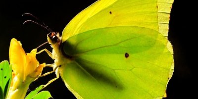 Kahramanmaraş’ta Kleopatra kelebeği görüntülendi