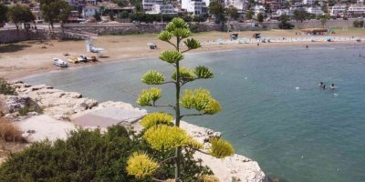 Bir ayda 5 metre uzamıştı, 60 yıl sonra çiçek açtı