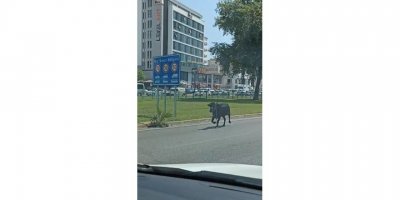 Antalya’da Firari Kurbanlıklar Bayramı Beklemedi