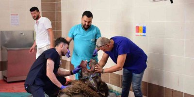 Alt çene kemiği kırık olan deveye implant takıldı