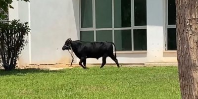 Antalya’da ekiplerin kaçan danayla mücadelesi