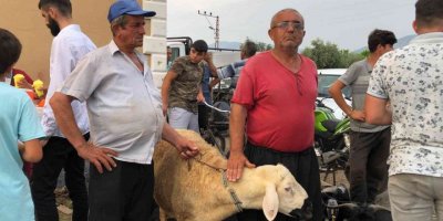 Adanalılar kurbanlıkları akşam serinliğinde aldı