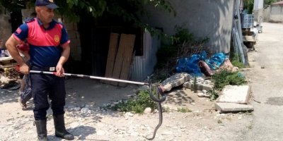 Osmaniye’de eve giren yılanı itfaiye yakaladı
