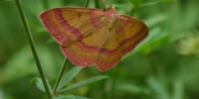 Türkiye’de ilk defa görülen kelebek türü fotoğraflandı