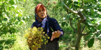 Köylünün "yarım doktor" dediği "sarı kantaronda" hasat başladı