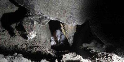 Hatay’da deniz kaplumbağaları yumurtalarını bırakıyor