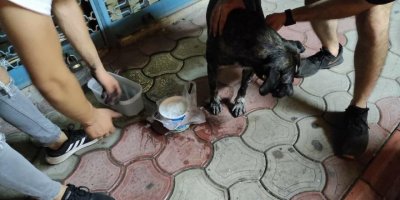Hatay’da 7 köpek zehirlendi