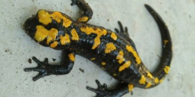 Nesli tehdit altında olan ’sarı benekli semender’ Amanoslar’da görüntülendi