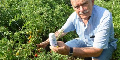 Toros Dağları’nın kekiği her derde deva