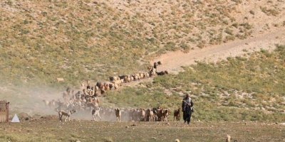 Maraş dondurmasına süt üretiyorlar