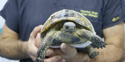 Arabanın ezdiği kaplumbağa hayata tutundu