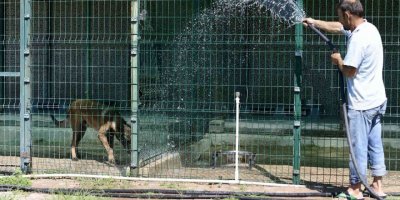 Antalya’da kavurucu sıcaklarda sokak hayvanları için VIP hizmet