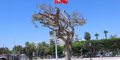 Mersin Büyükşehir Belediyesi’nden ’ağaç’ açıklaması