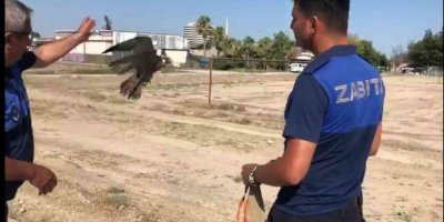 Direğe bağlanmış doğanı kurtarıp doğaya bıraktılar