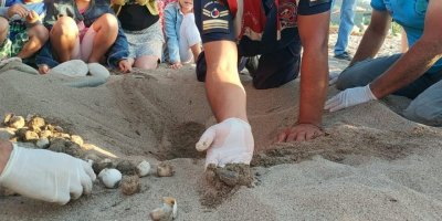 Yuvadan çıkamayan caretta carettalar jandarma tarafından denizle buluşturuldu