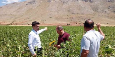 Elbistan’da yağlık ayçiçeğinde çayır tırtılına karşı teyakkuza geçildi
