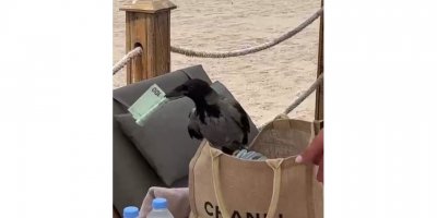 Antalya’da karganın çantadan euro hırsızlığı gülümsetti