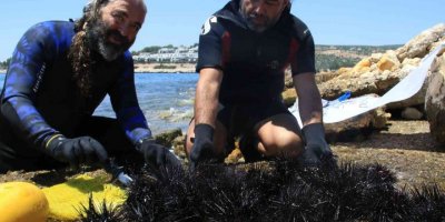 Akdeniz’de dikenli zehirli deniz kestanesi istila hızı yüzde 108