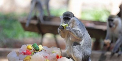 Antalya Hayvanat Bahçesi’nde buzlu meyveli, fıskiyeli serinlik