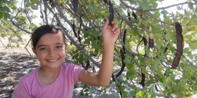 Mersin’de hırsızlar nedeniyle keçiboynuzu hasadına bir ay önce başlandı