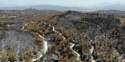 Orman yangınlarına keçiboynuzlu tampon bölge önerisi