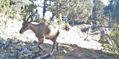 Yaban keçileri Burdur’a uyum sağladı