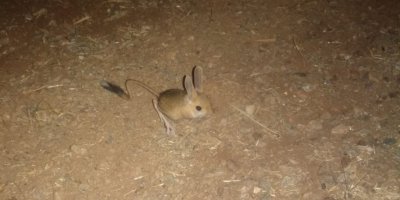 Dünyanın en ilginç hayvanlarından kanguru faresi Afşin’de görüldü