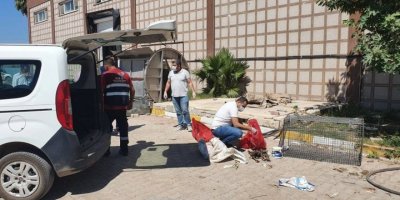 Hatay’da Öldürülen Yavru Köpekler İçin Suç Duyurusu